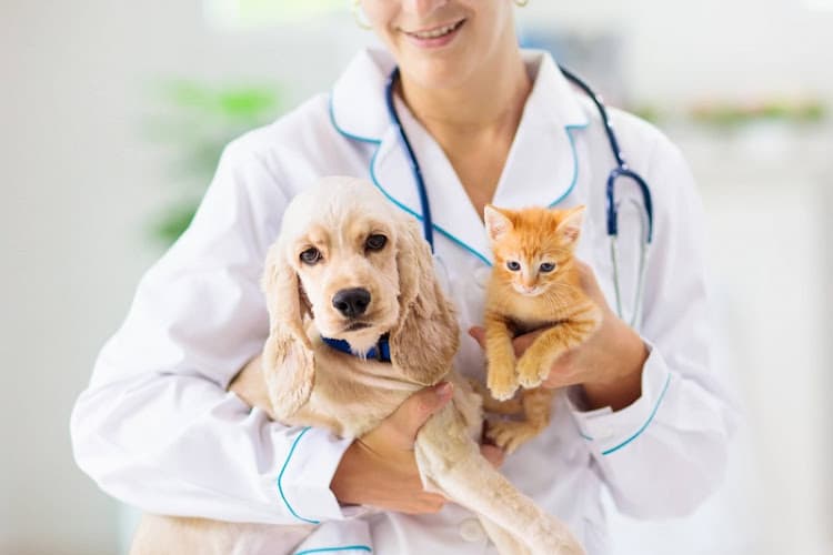 242 Animal Hospital