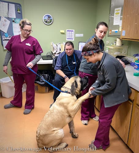 Background for Cheektowaga Veterinary Hospital