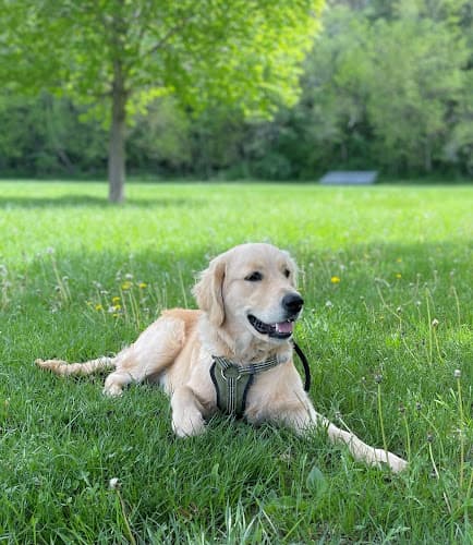 Background for VCA Animal Medical Center of Omaha