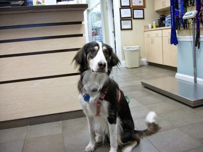 VCA MacArthur Animal Hospital