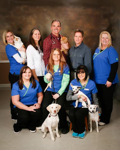 Background for Hoschton Animal Hospital