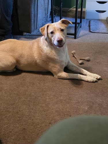 Background for Glendale Animal Hospital Inc