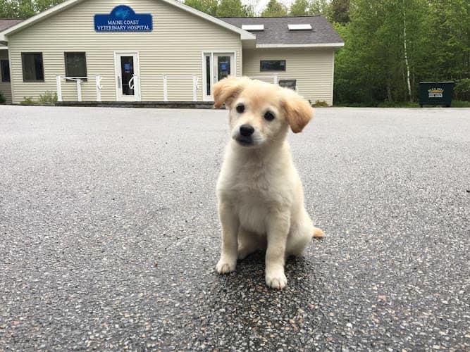 Maine Coast Veterinary Hospital