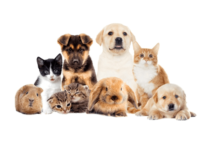 Background for The Pet Care Clinic