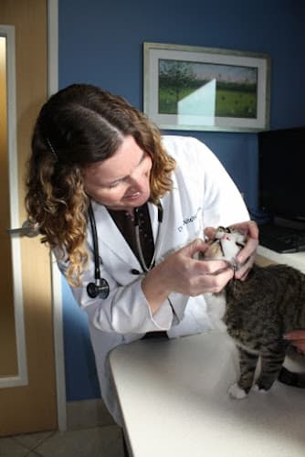 Care & Comfort Veterinary Hospital, A Thrive Pet Healthcare Partner