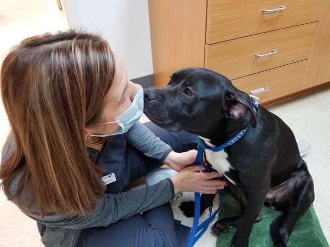 Background for Veterinary General Inc