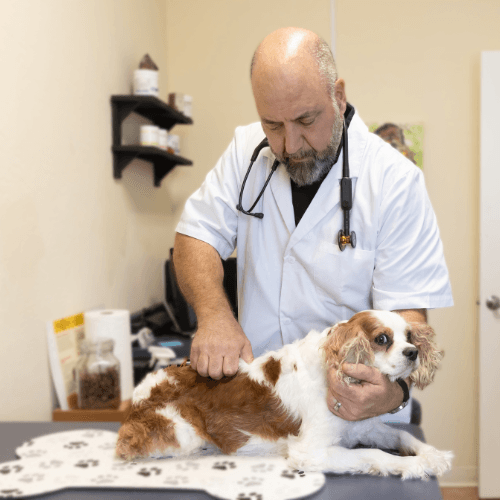 Holistic Pet Care Center of Oklahoma
