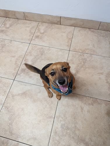 Alameda Animal Hospital