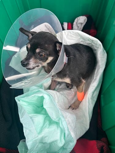 Background for Oregon Humane Society - Community Veterinary Hospital