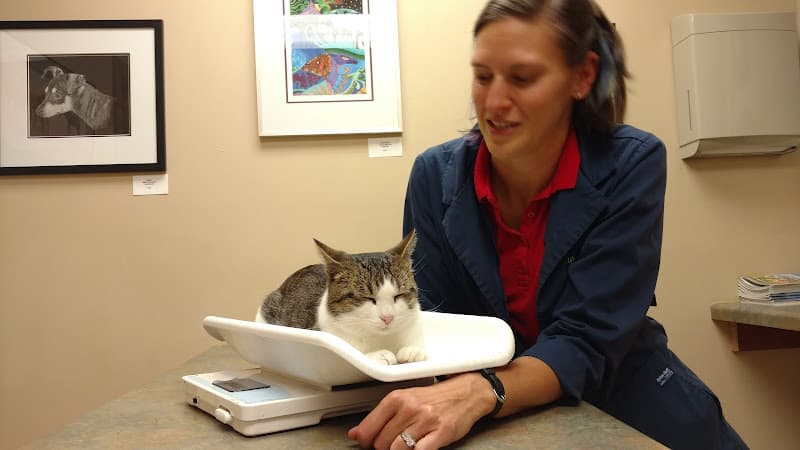 Background for Lakeview Veterinary Clinic