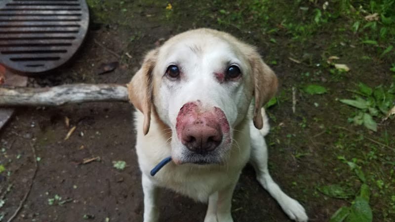 Background for Waupaca Small Animal Hospital