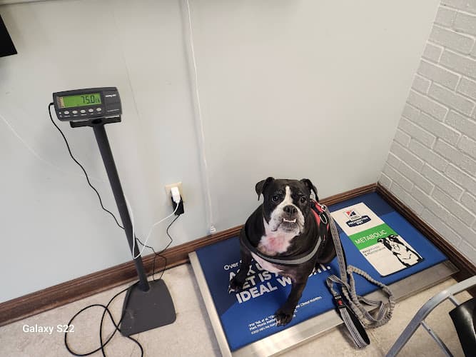 Background for VCA Algiers Animal Hospital