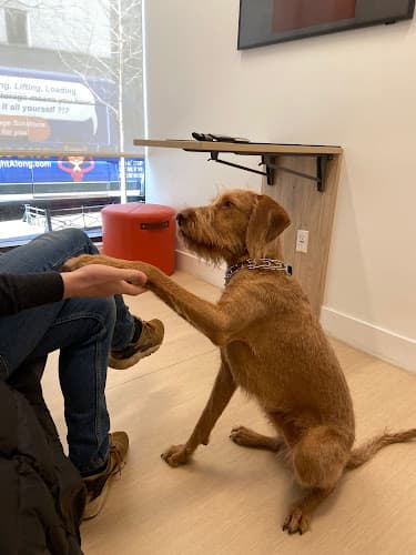 Background for Small Door Veterinary - West Village