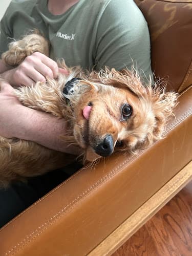 Background for Value Vet Main St.