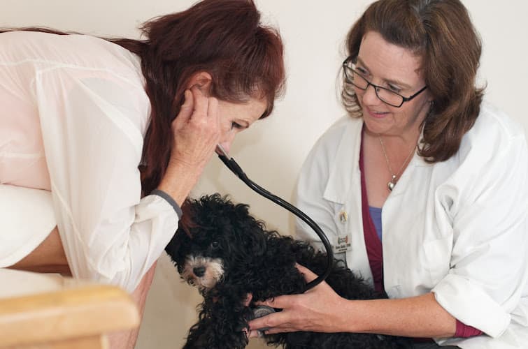 Background for East Bay SPCA Theodore B. Travers Veterinary Clinic