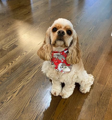 Animal Medical Center of Lawrenceville, A Thrive Pet Healthcare Partner