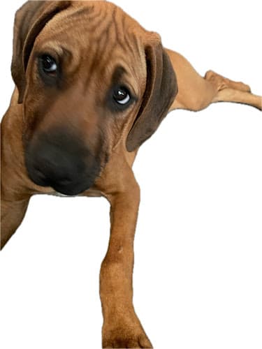 Background for Salava Veterinary Clinic