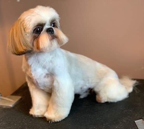 Evermore Services for Pets