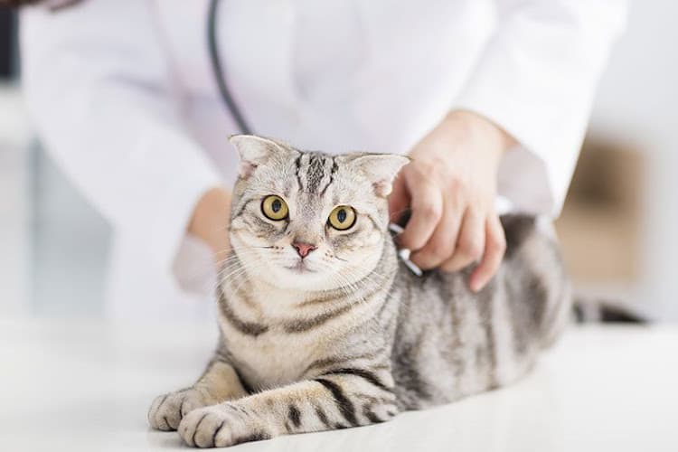Wyoming Veterinary Center