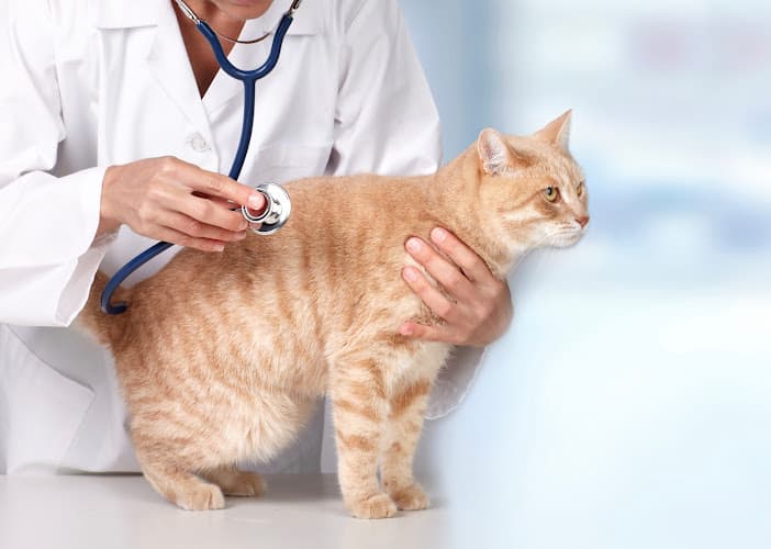 Background for Spokane Veterinary Clinic