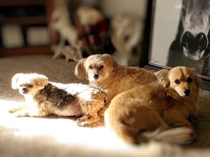 Dr. Sue's Animal Clinic