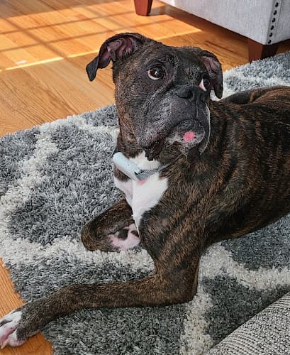 Background for Meadow Branch Animal Hospital