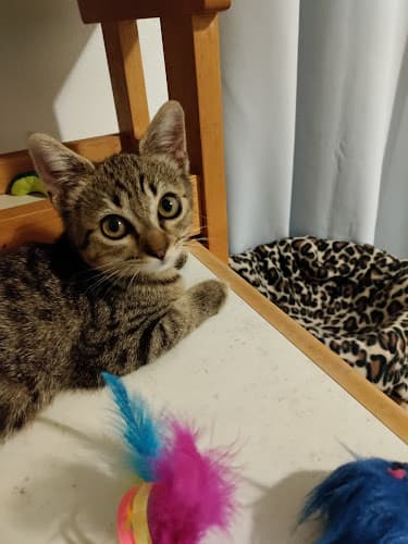 Cat Clinic of Norman