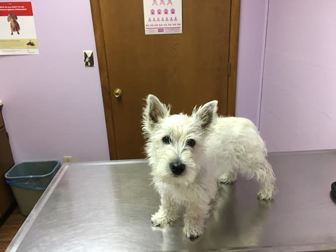 Background for Brockway Veterinary Clinic